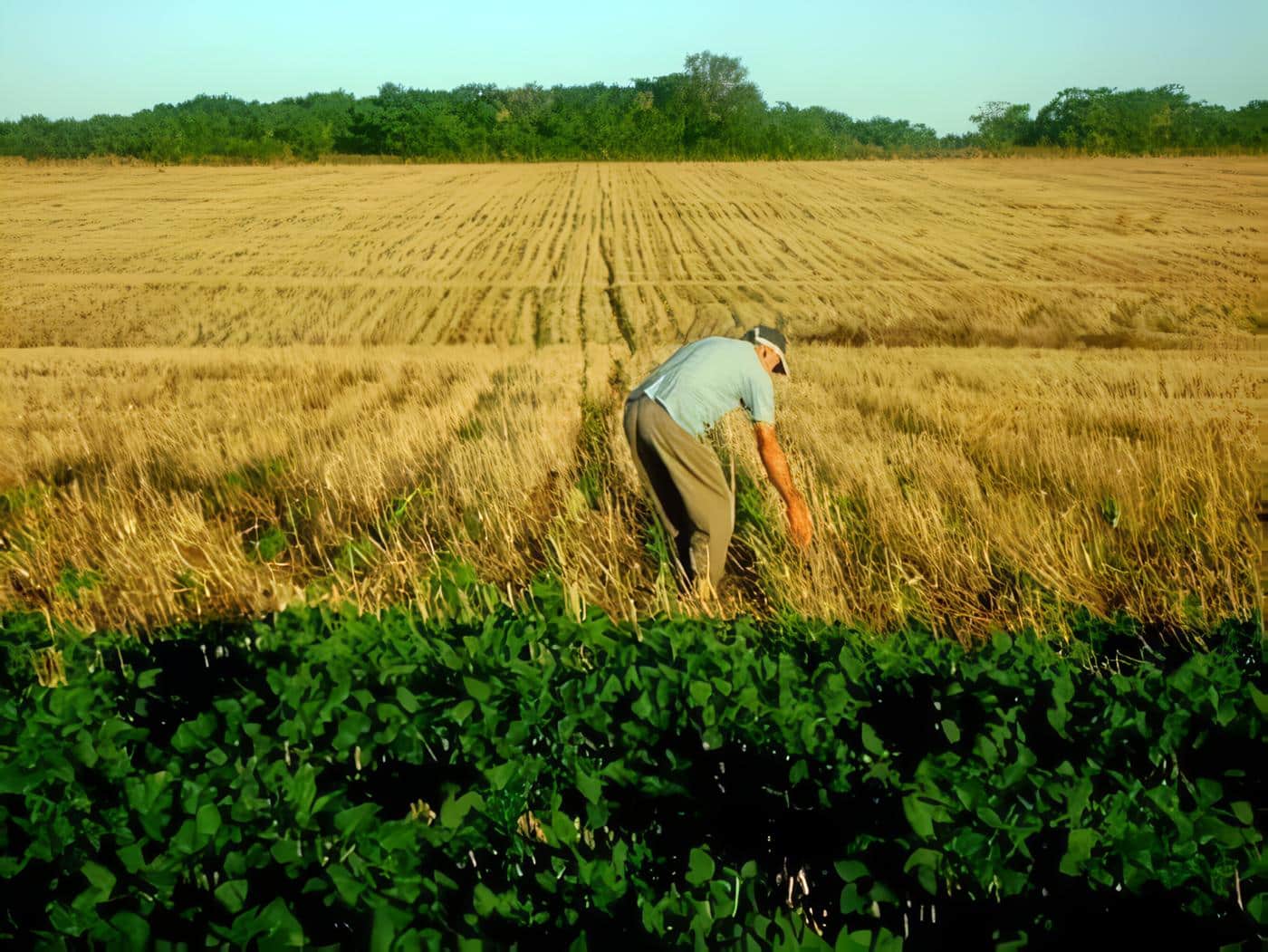 Convención de Ciencias Agropecuarias S. XXI Seguridad Alimentaría