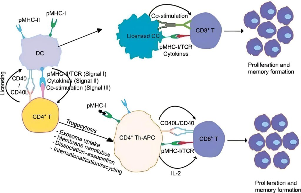 Molécula CD40 y CD40L
