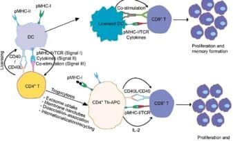 Molécula CD40 y CD40L