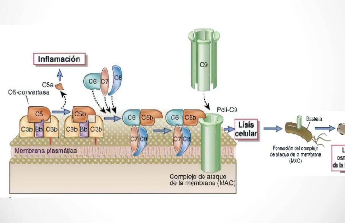 Complejo de Ataque a Membrana