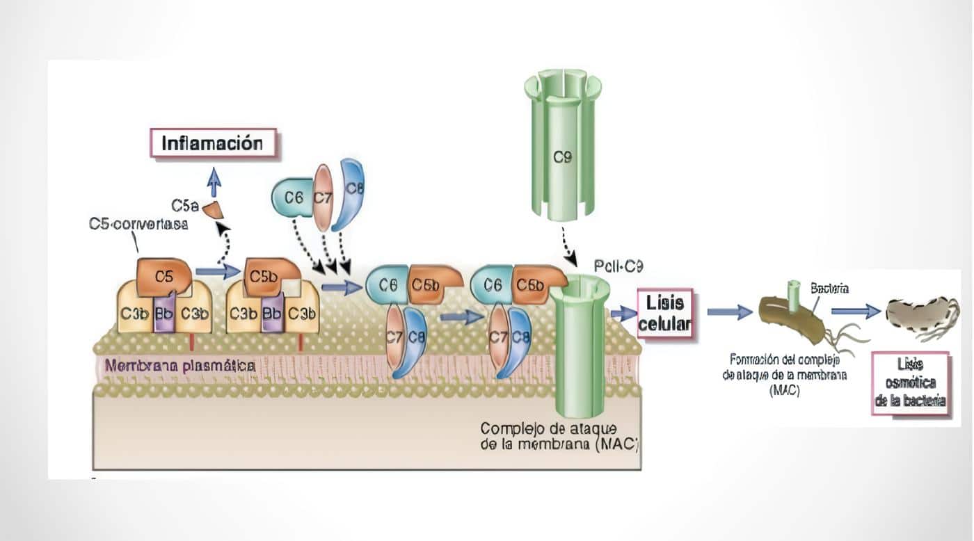 Complejo de Ataque a Membrana