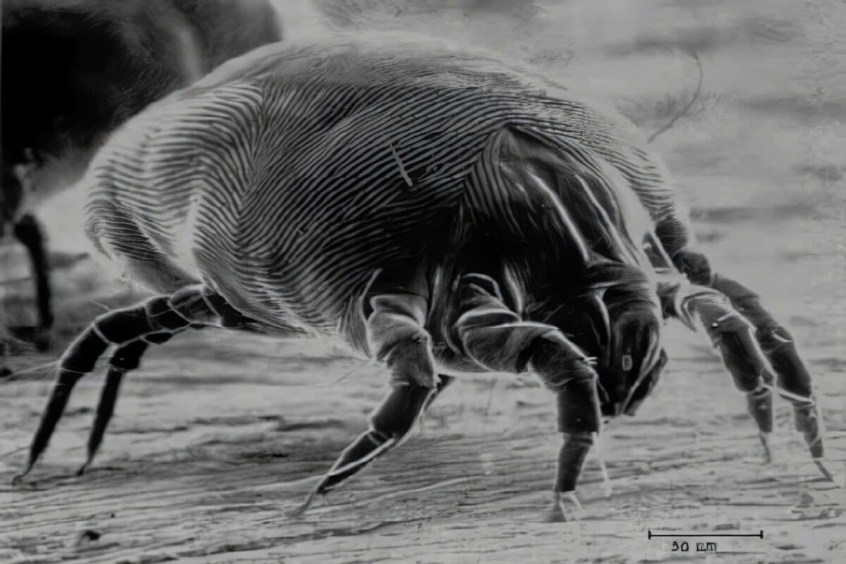 Dermatophagoides Pteronyssinus