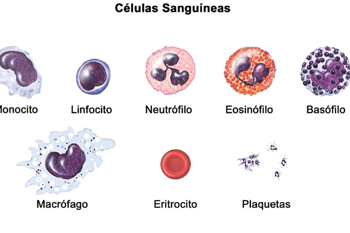 Neutrófilos - Células Sanguíneas