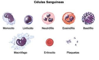 Neutrófilos - Células Sanguíneas