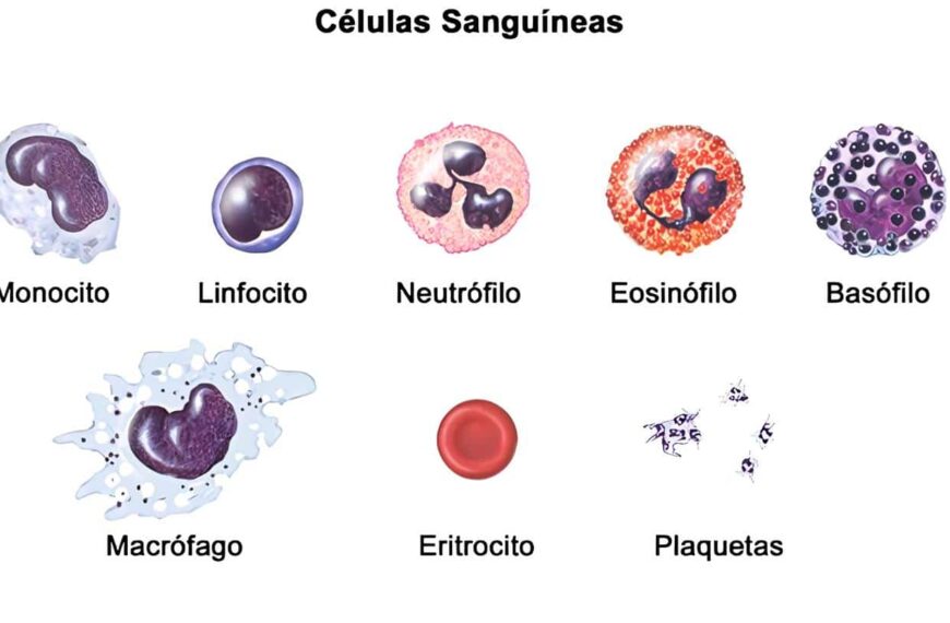 Neutrófilos - Células Sanguíneas