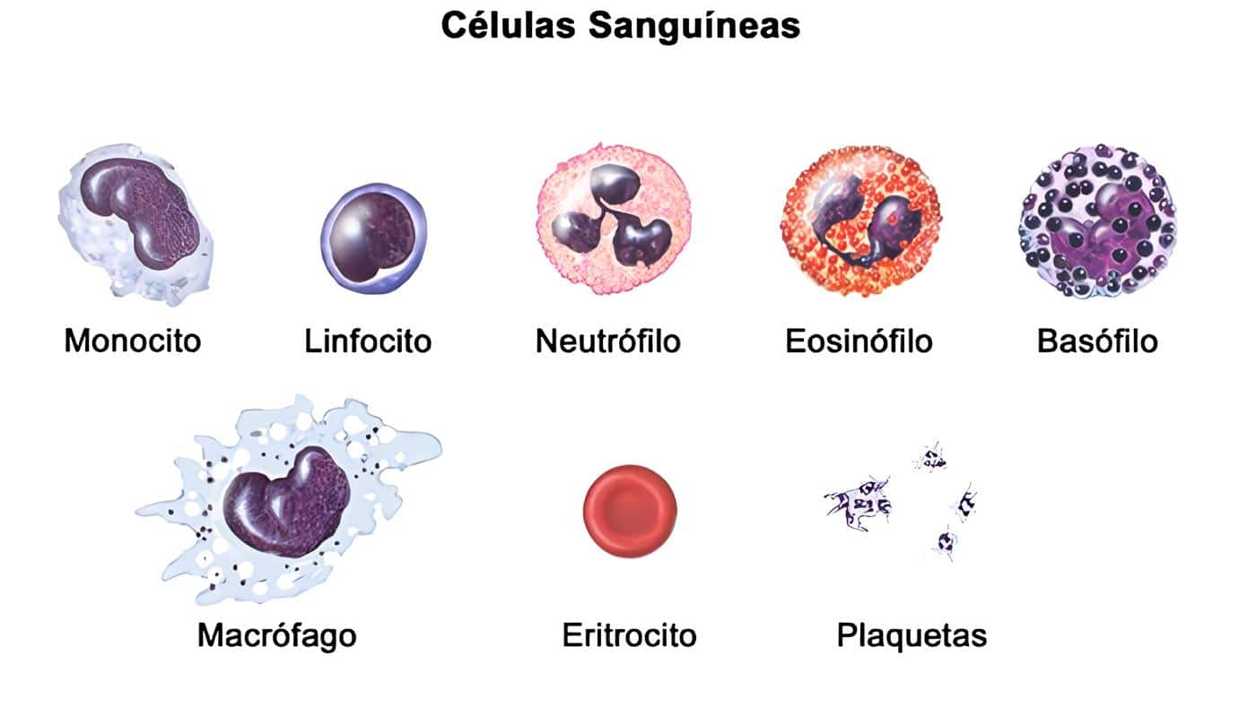 Neutrófilos - Células Sanguíneas