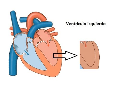 Disfunción ventricular izquierda (VI) Pruebas funcionales del ventrículo izquierdo