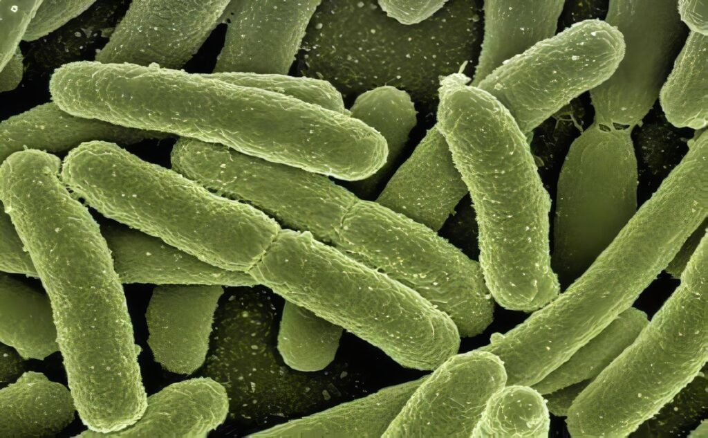 Agamaglobulinemia