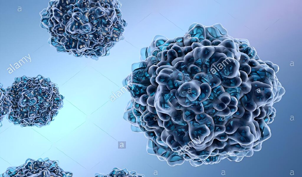 Parvovirus B19