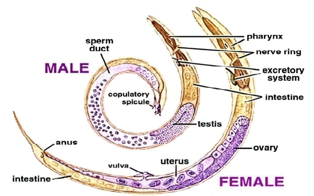 Ascaris Lumbricoides