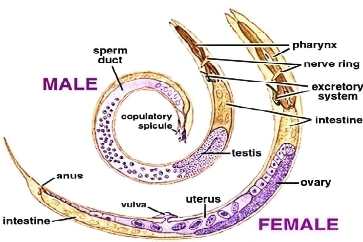 Ascaris Lumbricoides