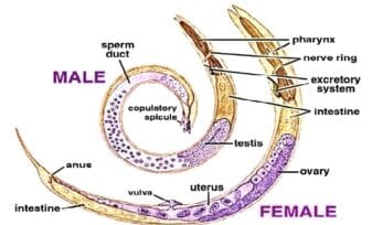 Ascaris Lumbricoides