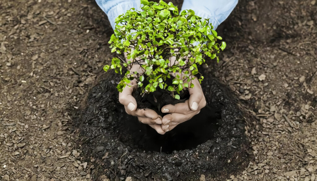 presunción de deducción en plantaciones