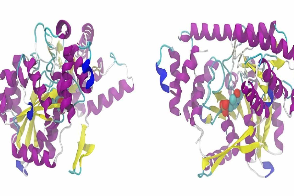 Glicoproteínas - Proteínas de Choque Térmico