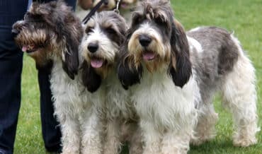 Basset Grifón Vendeano