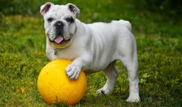 Bulldog