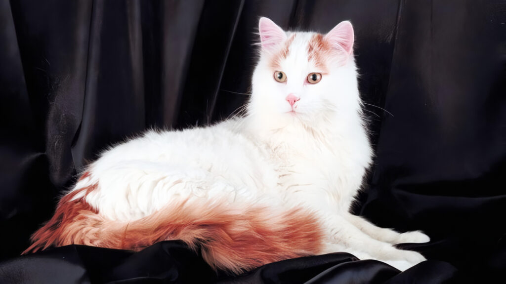 El Gato Van Turco