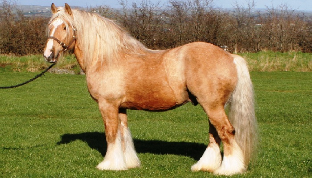 Irish Cob: Características y cuidados del caballo irlandés
