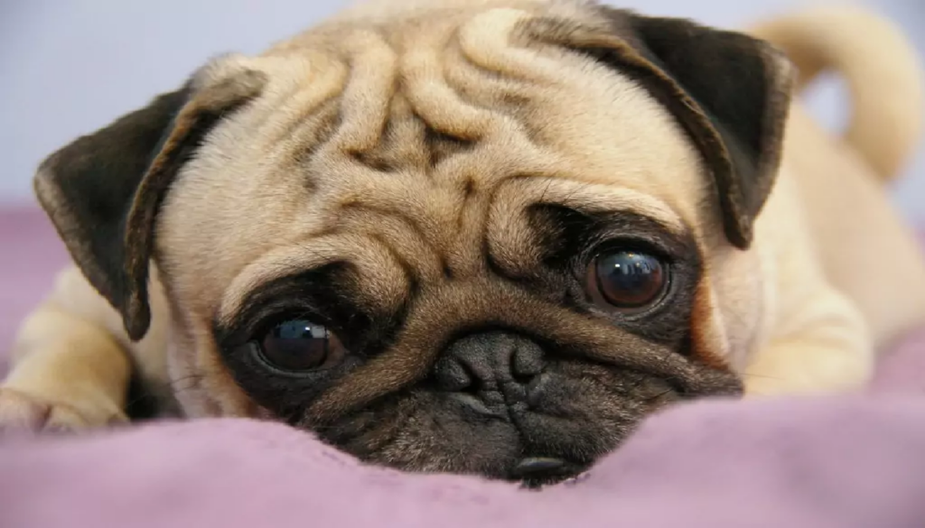 El Pug: Características y Cuidados de esta Raza de Perro