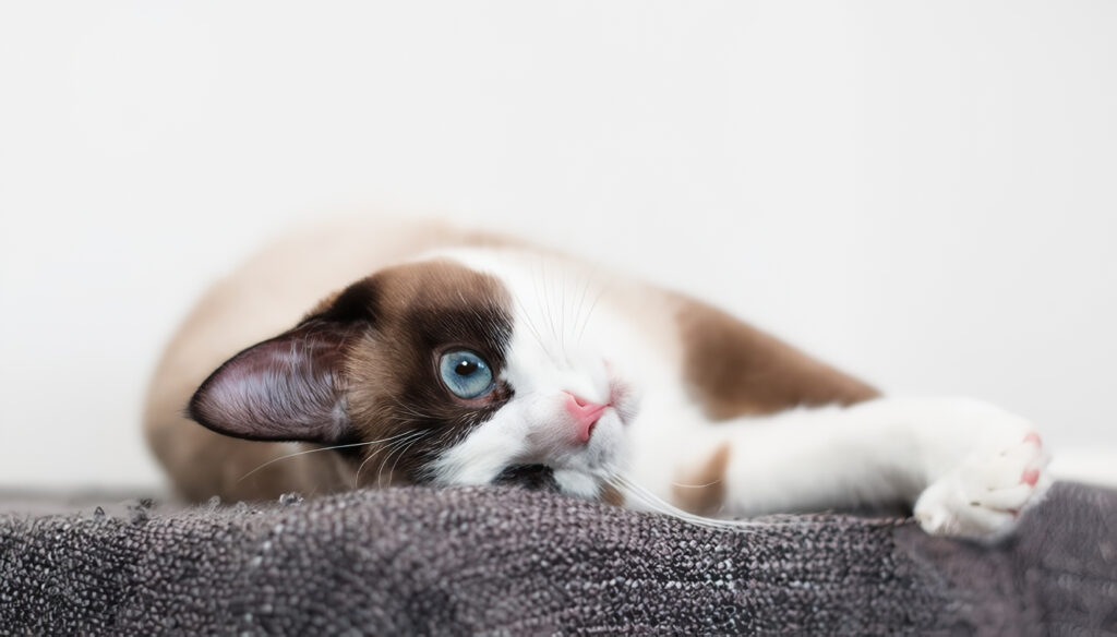 Gato Snowshoes