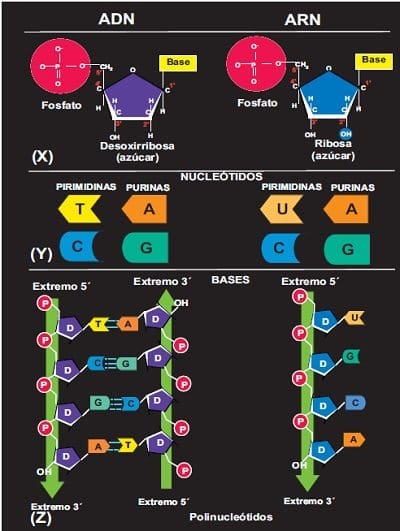 Estructuras ADN y ARN diferencias X, Y y Z.