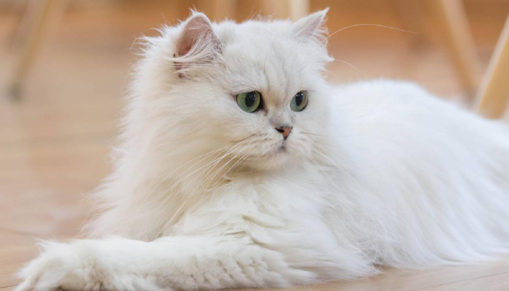 Gatos Persas: Características y cuidados del gato italiano