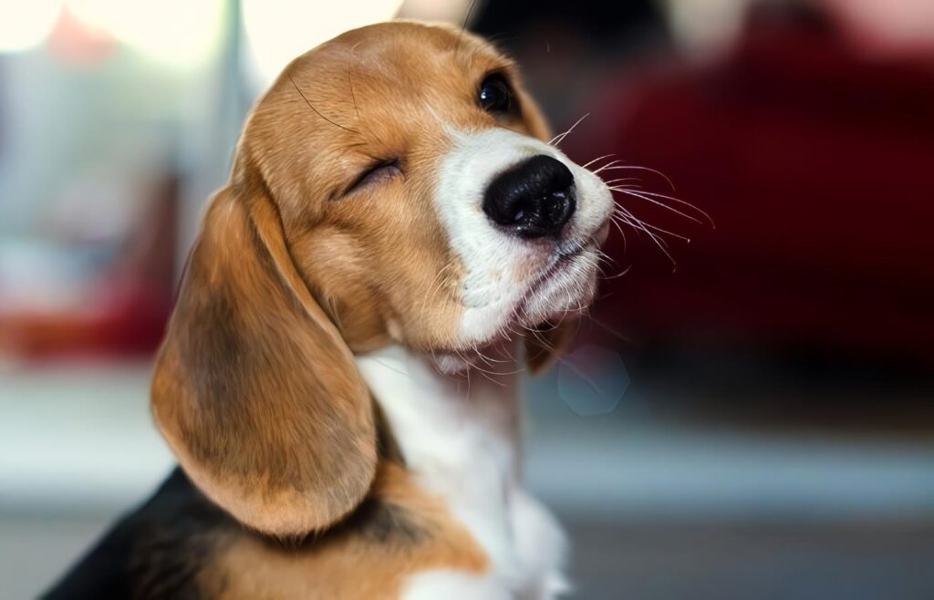 Raza de Perros: El Beagle