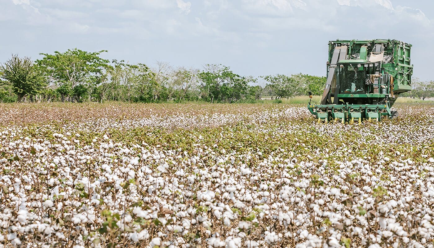 algodón textil y confecciones