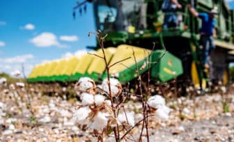 productividad de la fibra de algodón