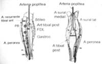 Circulación de la pierna con las perforantes de las arterias Tibial anterior