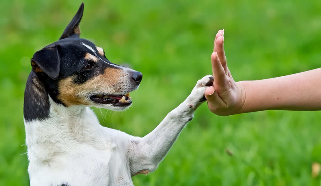 adiestramiento de perros cachorros