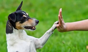 adiestramiento de perros cachorros