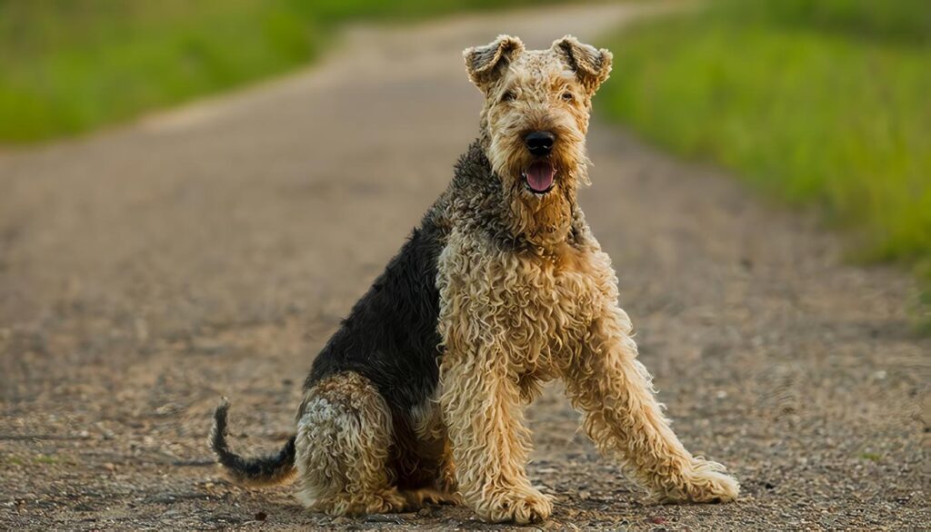 Airedale Terrier