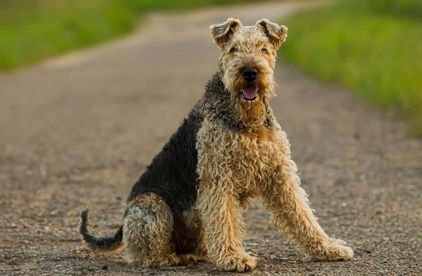 Airedale Terrier