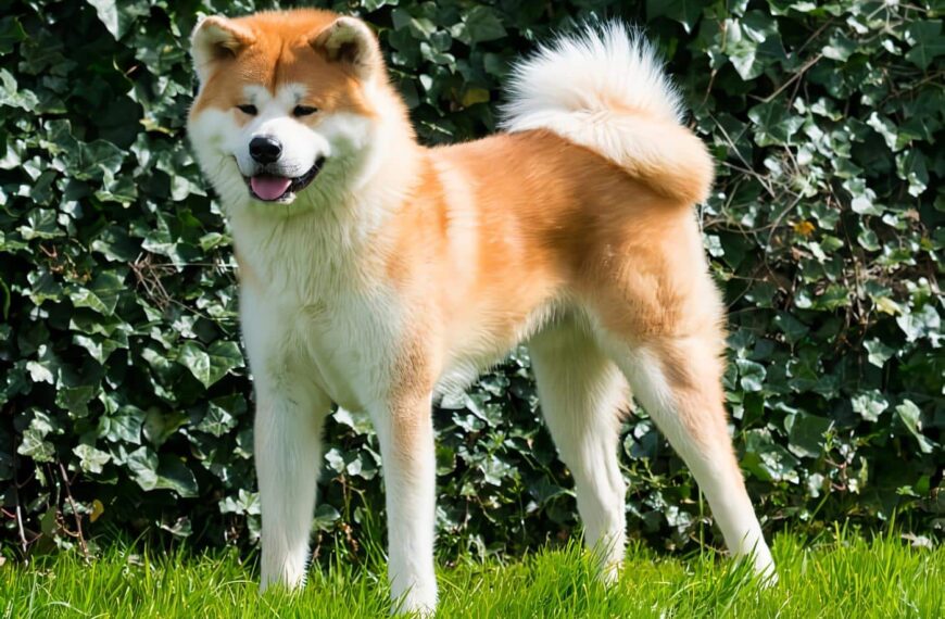 Akita raza de perro