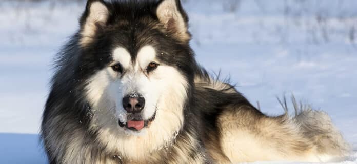 Alaskan Malamute