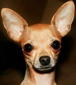 Chihuahua cabeza de venado