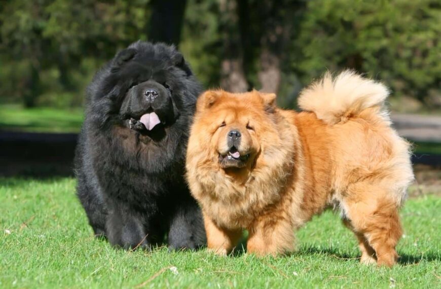 Chow Chow