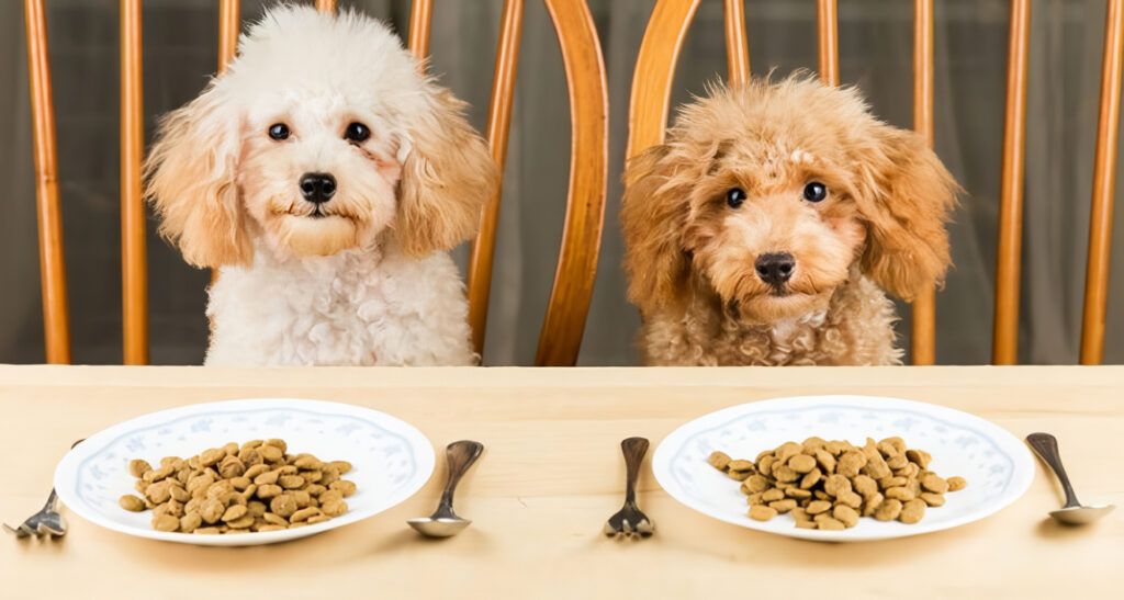Alimentación de los perros