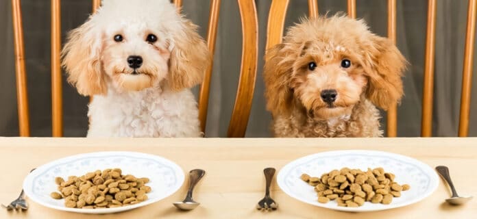 Alimentación de los perros