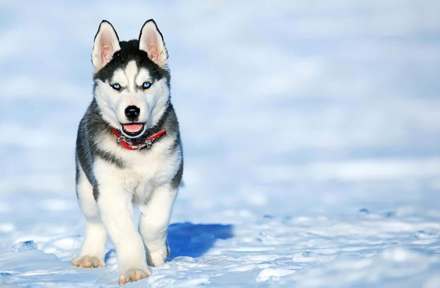 Husky Siberiano