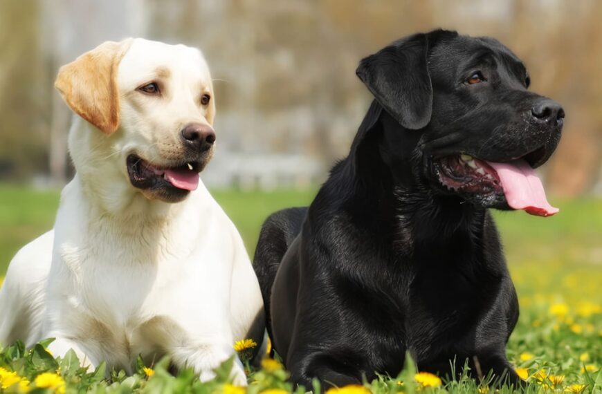 Labrador Retriever