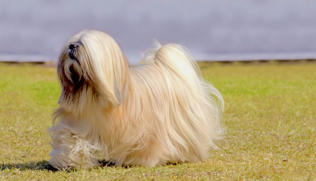Lhasa Apso