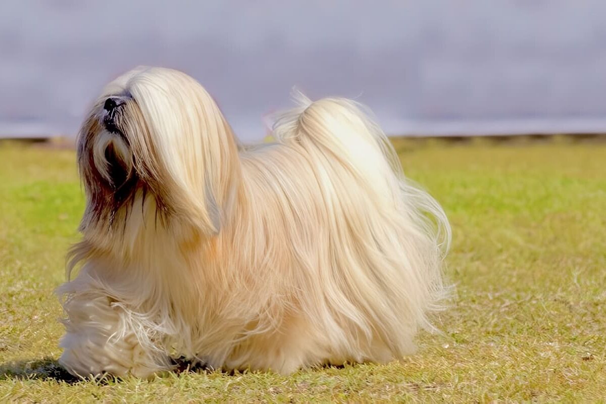 Lhasa Apso