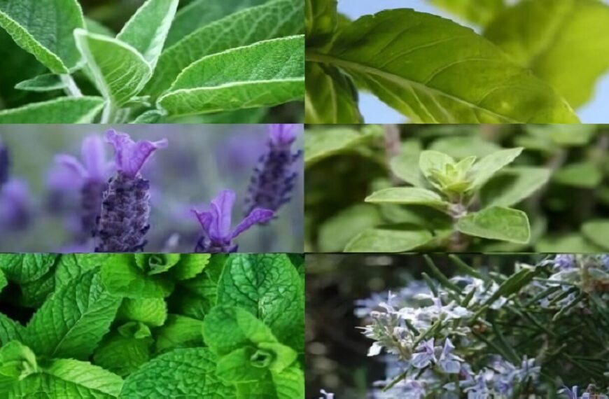 Plantas Aromáticas