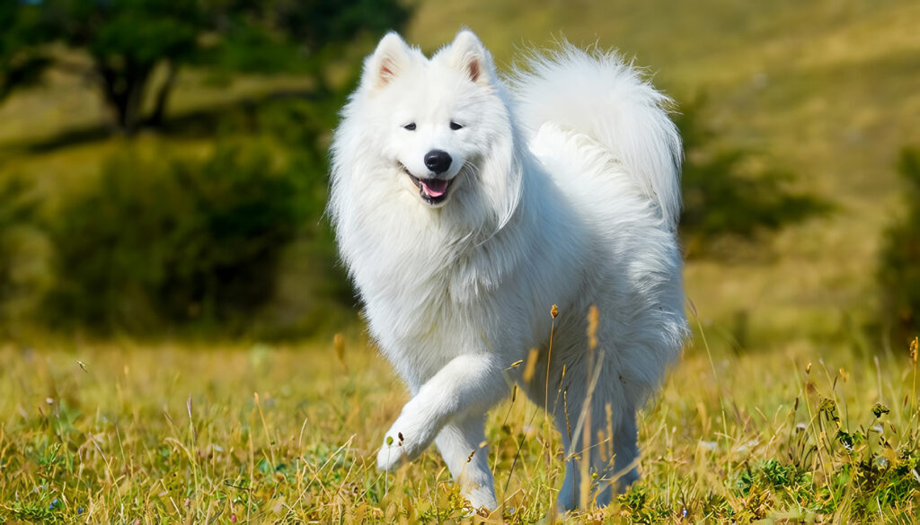 Samoyedo