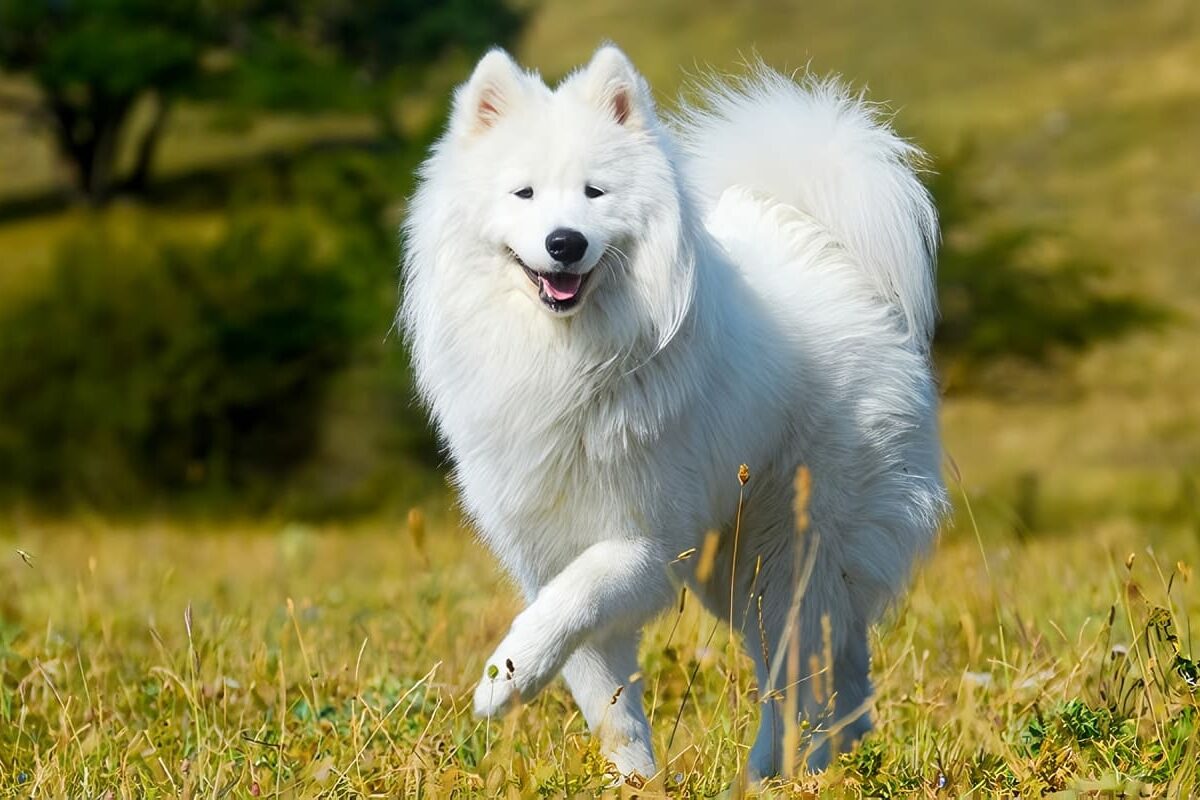 Samoyedo