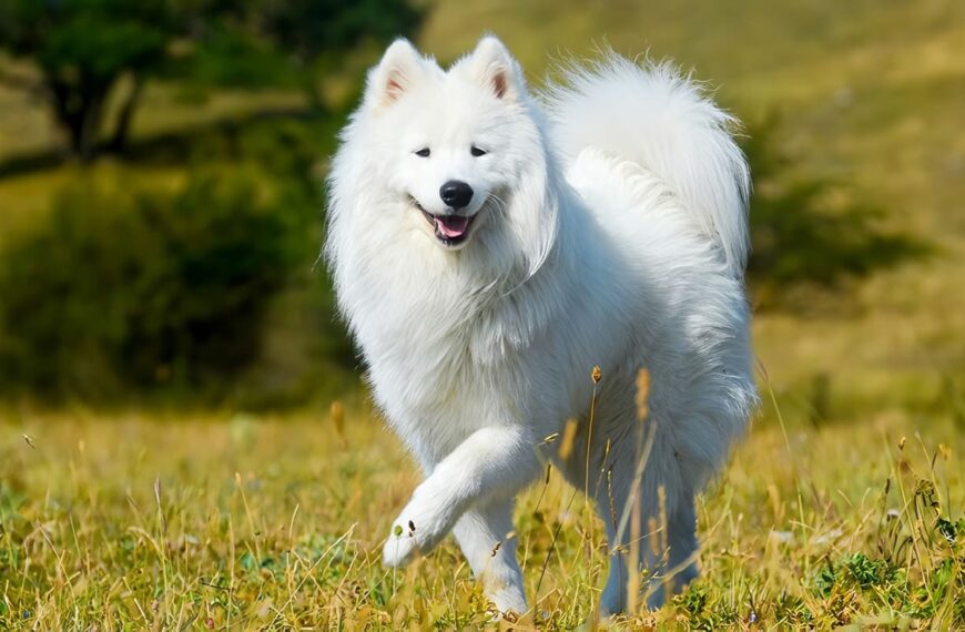 Samoyedo