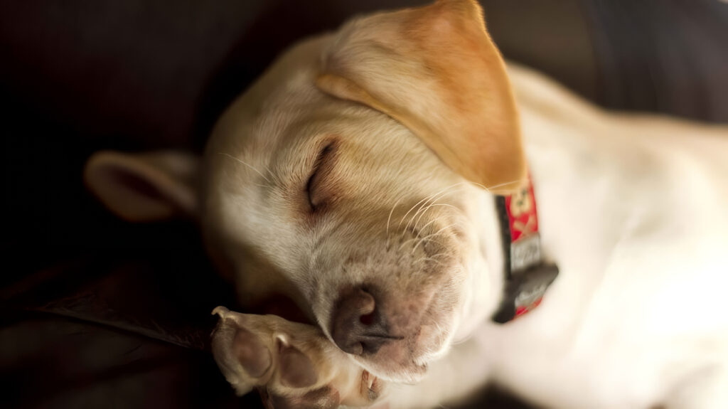 sueño en perros