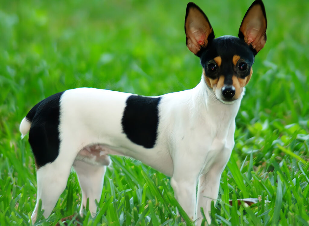 Toy Fox Terrier
